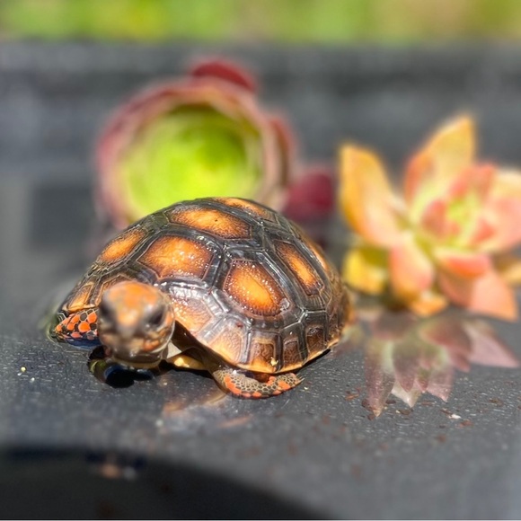 Meet your Posher, Gina - Picture 15 of 17